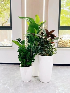 奉化盆景租摆哪家好